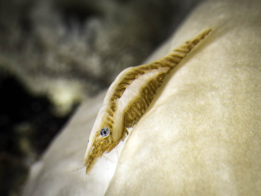 Zenopontonia soror 
